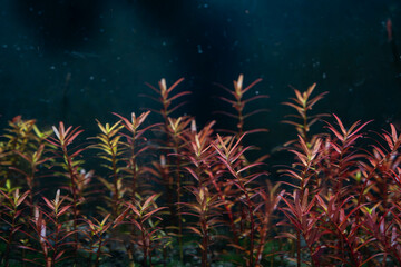 a rotala rotundifolia red photosynthesize or captures carbon dioxide bubbles under the water
