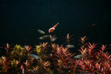 a group of blue daisy rice fish in a planted aquarium tank