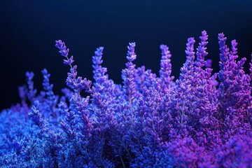 richly colored lavender bush closeup at dusk, isolated style