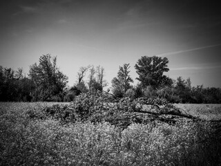 Canale della Muzza (Lombardia)