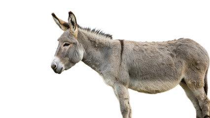 Fototapeta premium portrait of a donkey