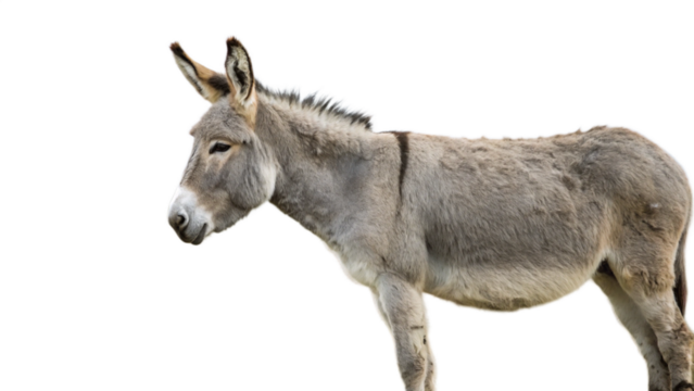 portrait of a donkey