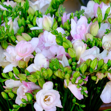 Paris, France. Europe Bouquet of fresh fresia.