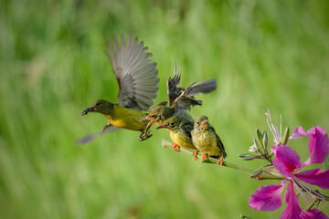 Sun-bird (Nectarinia jugularis) Female feeding new born chicks on branch