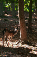 fallow deer in the forest or reserve with morning sun rays