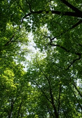 Fototapeta premium Lush Green Forest Canopy Under Bright Sunlight