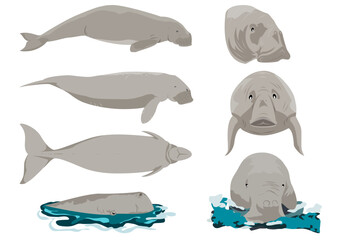 External morphological characteristics of dugong dugon set