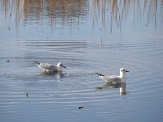 不忍池で泳ぐ2羽の鳥