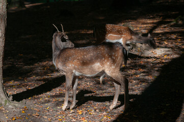 fallow deer in the forest or reserve with morning sun rays