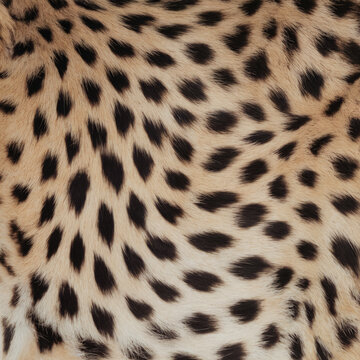 Cheetah skin texture. Close up realistic background.