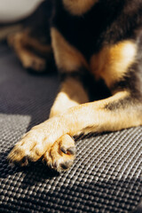 A little chihuahua stares curiously at the camera