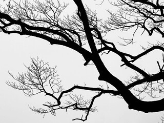 silhouette of a tree