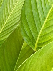 green leaf texture