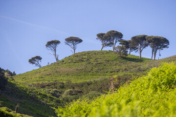 Stone pines growing on hilltop in tapada nacional de mafra, portugal