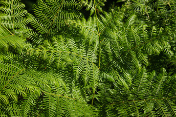 Bright green fern leaves creating lush natural background in tapada nacional de mafra