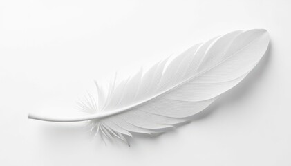White feathers against stark white background, brightness, plume, white