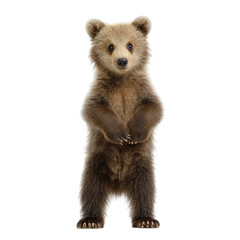Young bear standing upright in a natural setting, showcasing curiosity and playfulness. Background features lush greenery and soft sunlight filtering through trees