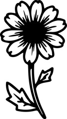 black and white daisy 
