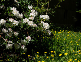 A bush of white rhododendrons surrounded by dandelion flowers