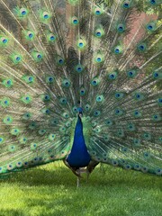 Naklejka premium A majestic peacock strolling through a lush summer garden, its iridescent feathers gleaming in the sunlight — a perfect harmony of natural elegance and vibrant color.