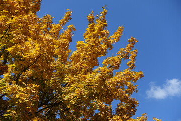 Sky and autumnal foliage of Norway maple in October