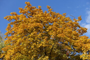Top of Norway maple tree with autumnal foliage against blue sky in October