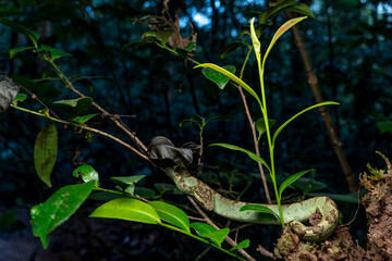 Malabar pit viper