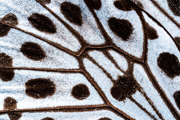 Malabar nymph Butterfly