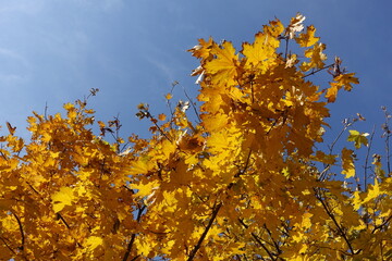 Vibrant autumnal foliage of Norway maple against blue sky in mid October