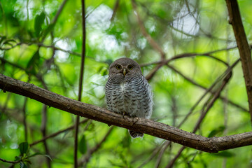Forest owlet