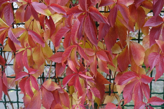 Fence covered with red and yellow leafage of Parthenocissus quinquefolia in October