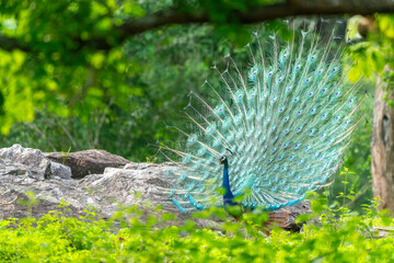 Indian peafowl