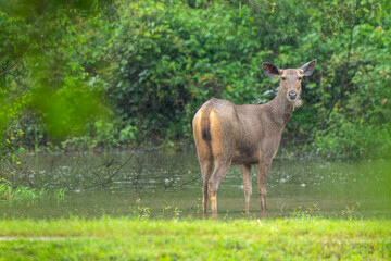 Sambar deer