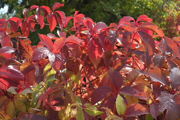 Vibrant red autumnal foliage of Parthenocissus quinquefolia in October