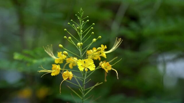 Seasonal flowers in Bangladesh. Caesalpinia pulcherrima yellow variety. yellow contrast flower. Flame tree yellow flower which spreads it's own beauty in the nature. Radhachura 
