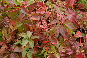 Red and green autumnal foliage of Parthenocissus quinquefolia in September