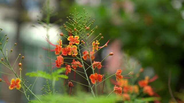 Orange Flower Delonix regia Flam boyant The Flame Tree Royal Poinciana. Blossom of Flam-boyant (The Flame Tree, Royal Poinciana) against green background. Flowers in Bangladesh. Krishnachura