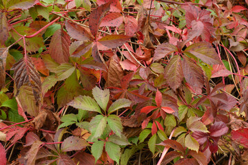 Vivid red, purple and green autumnal foliage of Parthenocissus quinquefolia in September