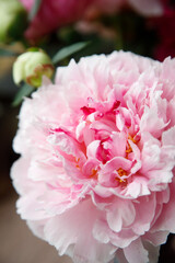 Peonies in bloom