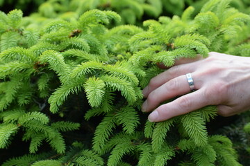 woman hands holding green moss on tree branches. © MARIA