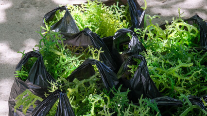 Plastic carrier bags of freshly harvested green seaweed on tropical island of Atauro Island, Timor-Leste, Southeast Asia © Travelanza
