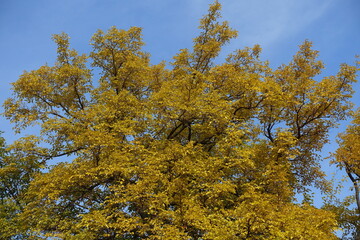 Sky and autumnal foliage of mulberry in mid October