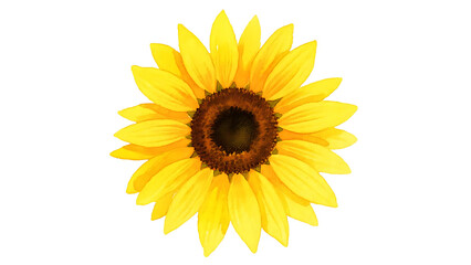 Fototapeta premium sunflower watercolor isolated on transparent background
