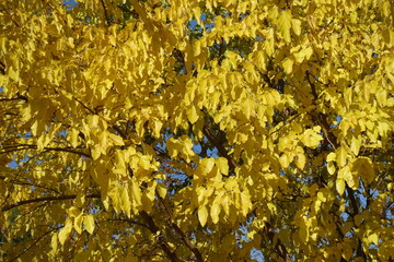 Vibrant yellow autumnal foliage of mulberry tree in October