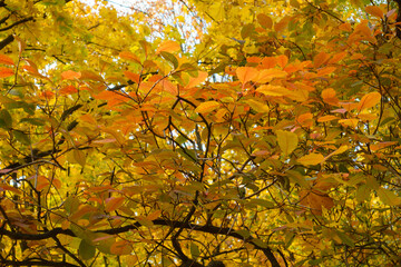 Yellow and orange autumnal foliage of European smoketree in mid October