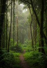 Fototapeta premium Misty Forest Path: Lush Green Canopy and Overgrown Trail