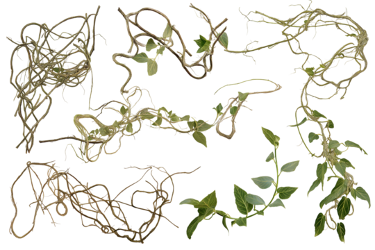 collection of intertwined vines and branches isolated on white background