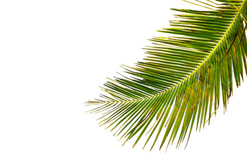 Obraz premium palm leaf isolated on white