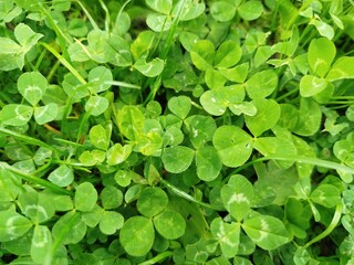 Koniczyna  ©  Przyroda 