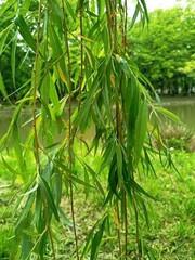 green bamboo leaves ©  Przyroda 